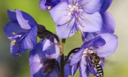 Синюха голубая — «Ажурные колокольчики»: посадка, выращивание и уход