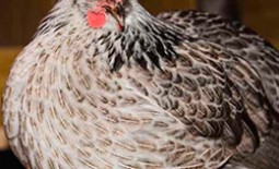 Описание котляревских кур: характеристики и преимущества породы, условия содержания птицы