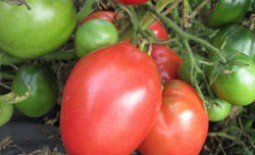 Помидоры Петруша-огородник. Описание томата с сибирским характером