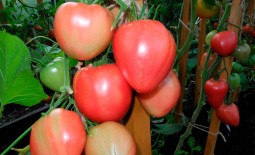 Сладкое Чудо Уолфорда: как выращивать американский томат. Подробное описание и рекомендации садоводов