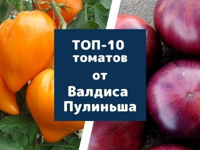 Топ-10 томатов от эксперта и коллекционера Валдиса Пулиньша