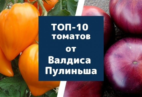 Топ-10 томатов от эксперта и коллекционера Валдиса Пулиньша