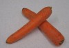 Сорт моркови Сентябрина