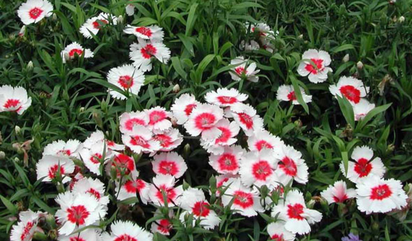 Китайская гвоздика посадка и уход, фото, поведение в ландшафтном ...