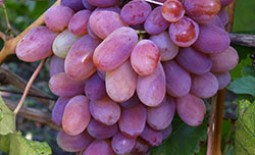 Виноград сорта Сенсация или крупноплодный, раннеспелый, малоизученный