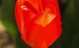 Не цветет тюльпан: причины и способы предотвращения этой ситуации