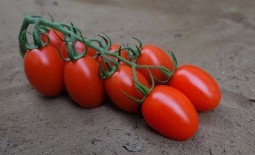 Железная леди: подробное описание и особенности выращивания томата
