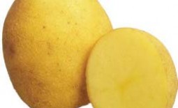 Картофель Венета: описание сорта, особенности выращивания