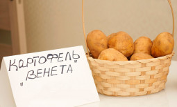Как вырастить картофель Венета: особенности ухода за раннеспелым сортом
