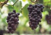 выращивание винограда