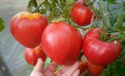 Как выращивать Бычок: полное описание и советы по уходу за мясистым томатом