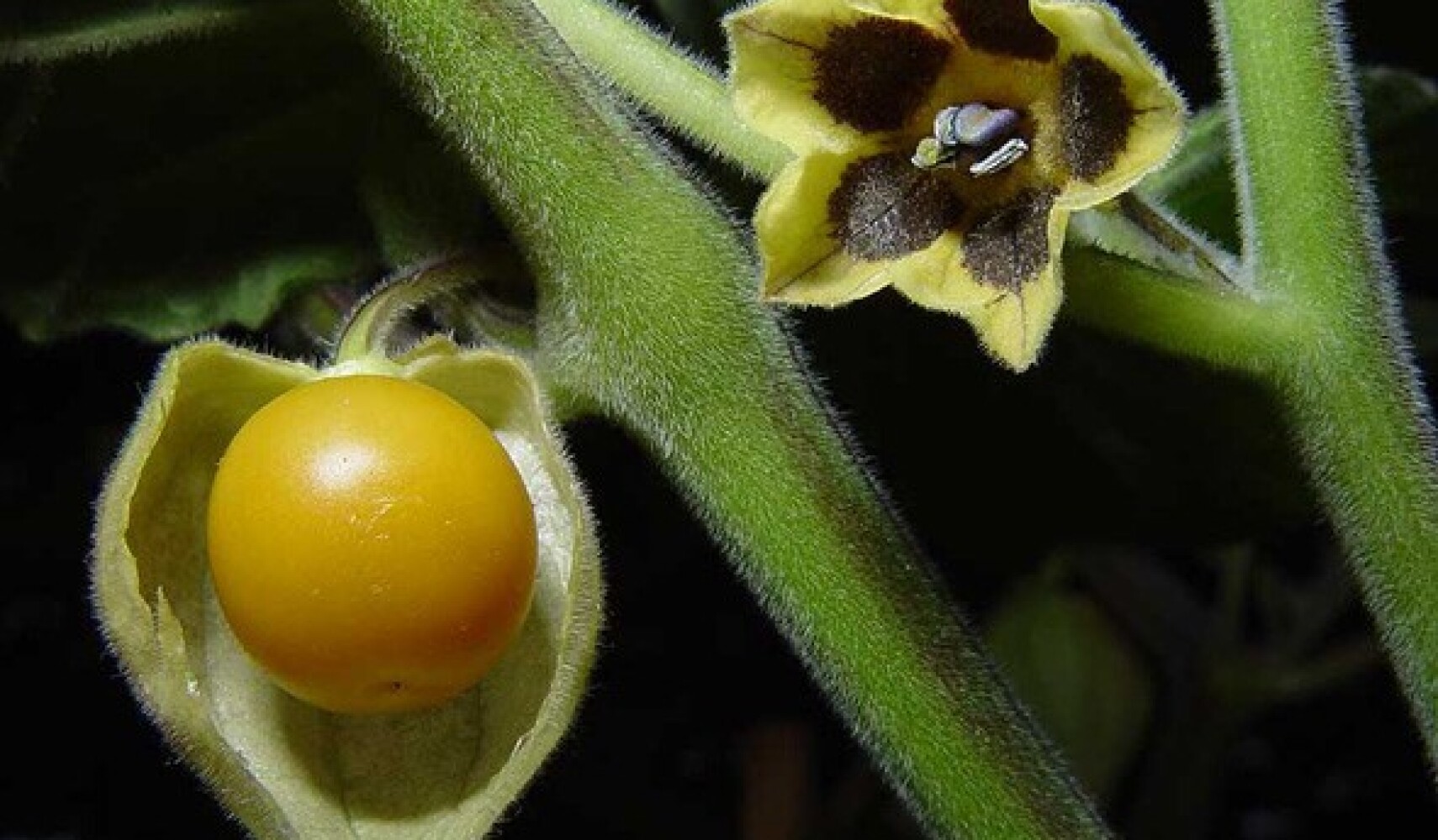 rostoucí physalis