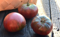 Описание сорта томата Крымская ночь: что необходимо знать огороднику