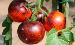 Королева Ночи – экзотический томат с расписными плодами: описание и характеристики