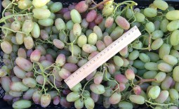 Виноград Дамские пальчики или Хусайне белый: характеристики сорта, агротехника, реальные отзывы
