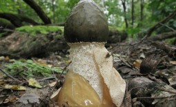 Лечебные свойства и противопоказания гриба веселка обыкновенная