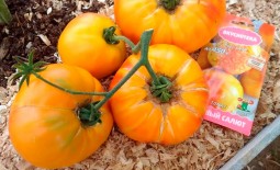 Медовый салют – румяный томат на радость огороднику. Описание, агротехника, отзывы