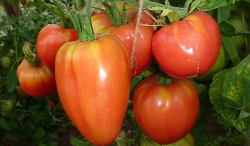Сорт томатов Буденовка