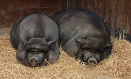 Вьетнамская вислобрюхая свинья: внешние особенности, рекомендации по уходу и разведению, отзывы