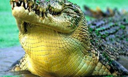 Интересные факты о жизни гребнистого крокодила