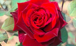 Разведение голландских роз: какие сорта лучше выбирать и как за ними ухаживать