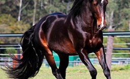 Ценные и красивые породы лошадей. Характеристики лучших разновидностей