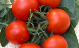 «Верлиока» — лучший сорт томатов при высокой влажности и плохом освещении