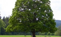 Платан – дерево долгожитель: посадка, уход и выращивание чинары