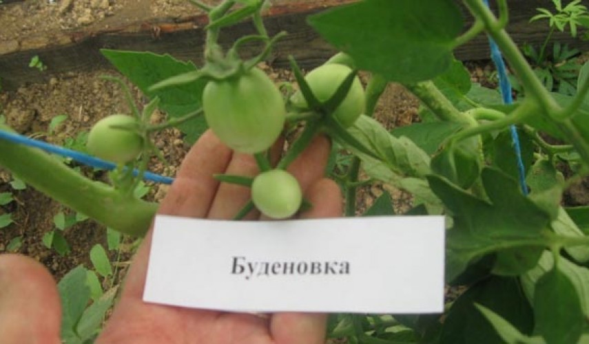 Сорт томатов Буденовка