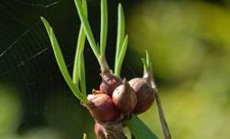 Особенности выращивания многоярусного лука