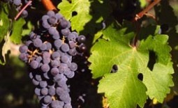 Выращивание винограда в Ленинградской и Московской областях: посадка, уход, особенности размножения