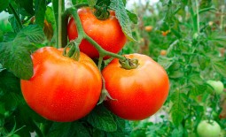 Королева рынка – крупноплодный урожайный томат. Характеристики сорта, отзывы садоводов