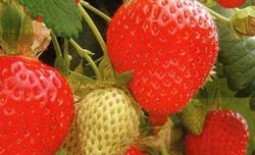 Ремонтантная земляника: вкуснейшая садовая ягода сорта Фреска F1