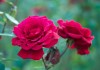 выращивание розы флорибунда