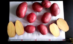 Эволюшн – урожайный картофель из Голландии. Как вырастить, плюсы, минусы, оценки садоводов