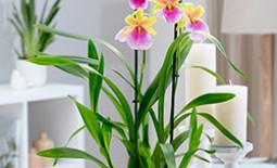 Особенности выращивания орхидеи Мильтония