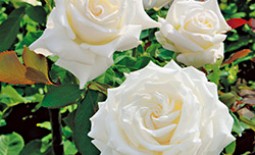Белые розы — очарование и нежность в вашем саду