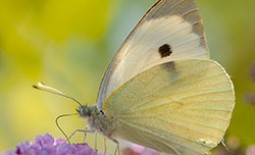 Капустница: описание, эффективные методы борьбы с бабочкой