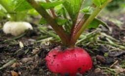 Как вырастить редис в теплице рано весной: подходящие сорта, время посева, правила выращивания