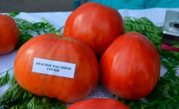 Гигантский томат Красное масляное сердце: подробное описание сорта, выращивание, отзывы