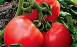 Неприхотливый проверенный временем сорт томатов Сибирский скороспелый