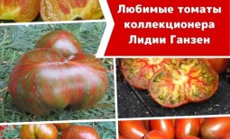 Любимые томаты эксперта и коллекционера Лидии Ганзен: Топ-10 самых, самых