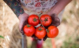 Как вырастить урожайный томат: советы и описание ухода за гибридом Восток