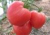 Сорт томата Бычье сердце