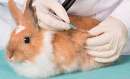 Какие болезни характерны для кроликов: их симптоматика и лечение