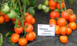 Сладкий томат Медовые купола F1:  описание раннеспелого сорта