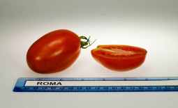 Среднеспелый томат Рома – неприхотливый универсальный сорт. Подробное описание