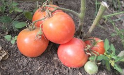 Описание гибридного томата Обские купола: основные характеристики и отзывы садоводов