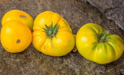 Азоюшка – продуктивный и выносливый томат. Агротехника и описание сорта