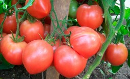 Малиновая империя F1 – урожайный томат без хлопот. Описание гибрида и выводы бывалых огородников